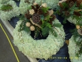 K1600_moosDSCI0126
