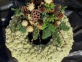 K1600_moosDSCI0147