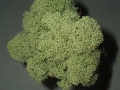 K1600_moostuffDSCI0037