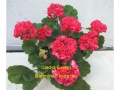 Gladys Evelyn
