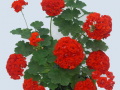 Rosebud Surpreme